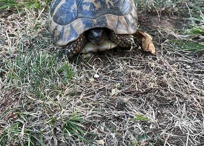 The Old Nest 3* Madzharovo